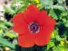 Poppy2.jpg (38940 bytes)