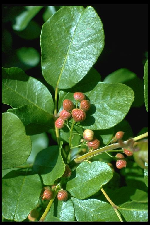 poison oak plant pictures. Poison Oak - Rhus diversiloba