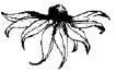 wildflower.gif (4348 bytes)