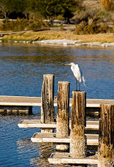 Egret