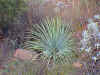 yucca2.jpg (59825 bytes)